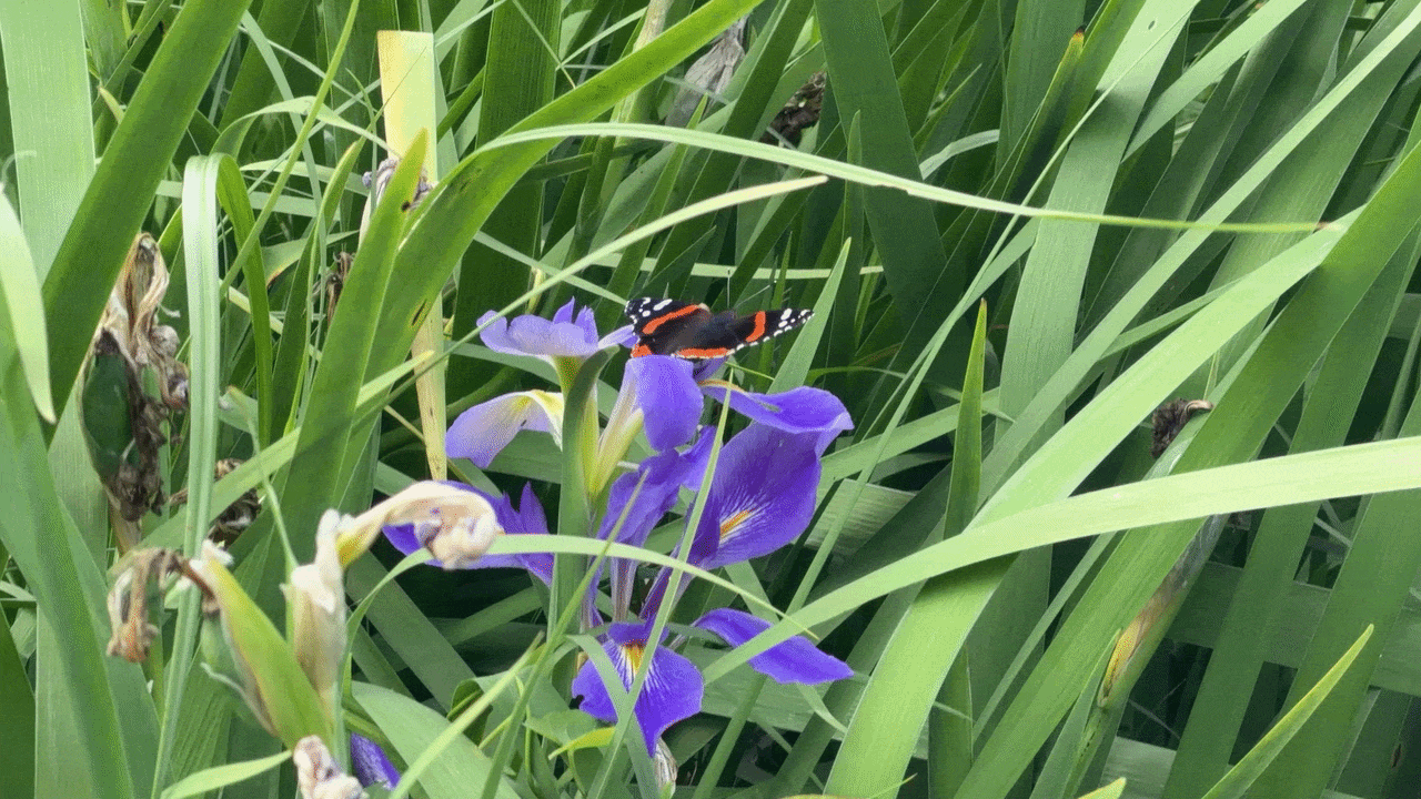 nature_tour_butterfly.gif