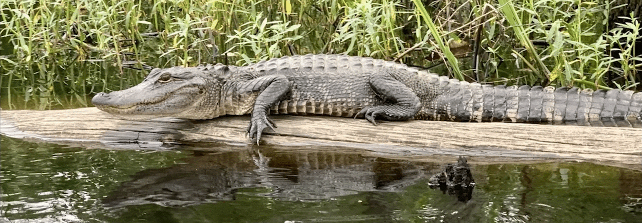 Alligator.gif