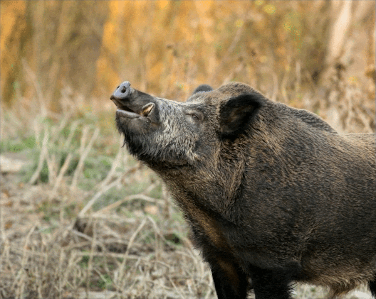 wildhog.gif