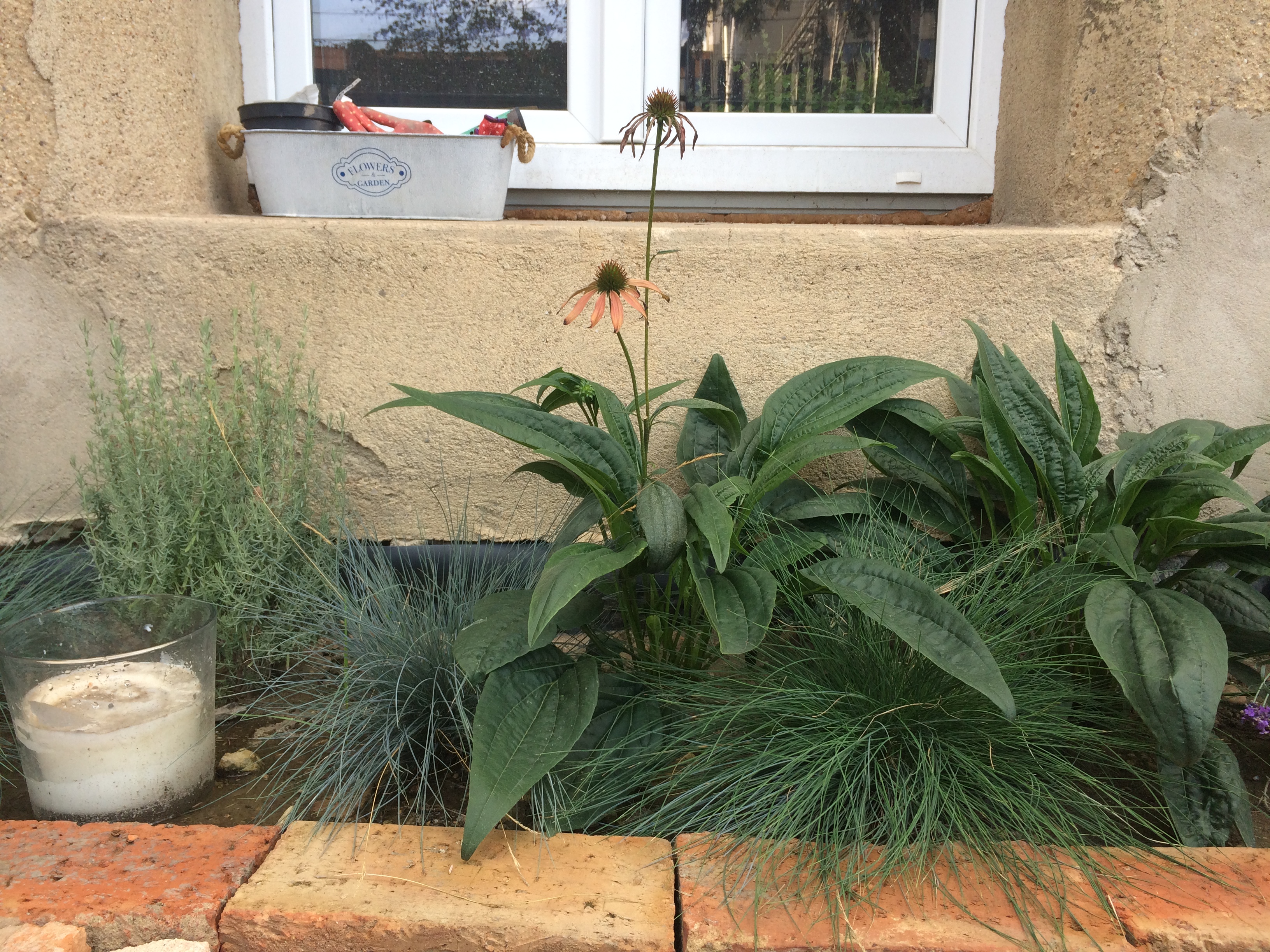 Echinace purpurea