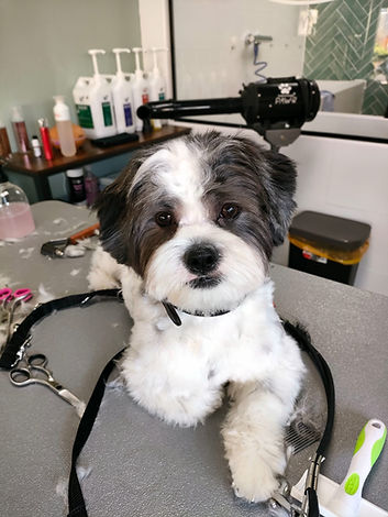 WhatsApp Image 2023-02-19 at 18.05.55.jpeg