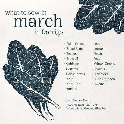 what to sow in March in Dorrigo.jpg
