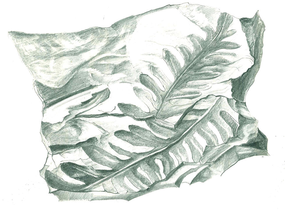 Fern Fossil 2