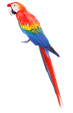 guacamaya_trans.png