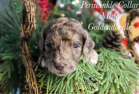 eZy Watermark_04-12-2025_01-27-55-0510PM.jpeg