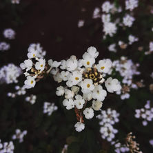 West Indian Lantana
Plant 2
