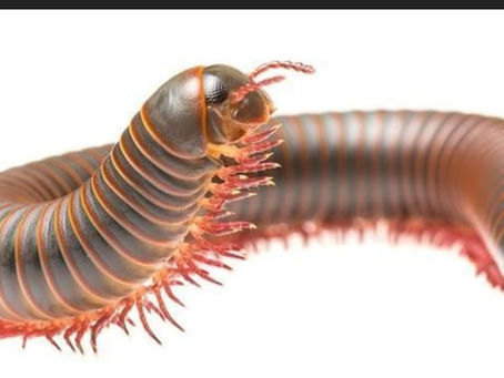 Anti Cosmetic Surgery and Spirits Answer