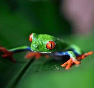 rana_cover_costa-rica2.png.webp