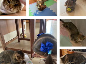 Elegir la mascota adecuada para tu familia: nuestra historia de adopción