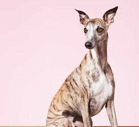 Whippet Dog