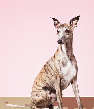 Whippet Köpek