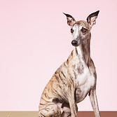 Whippet Dog