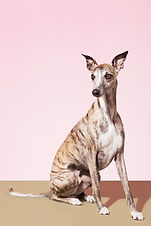 Hond van de Whippet
