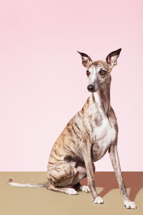 Great News: Wales Becomes First UK Nation to Ban Greyhound Racing! 
🐾