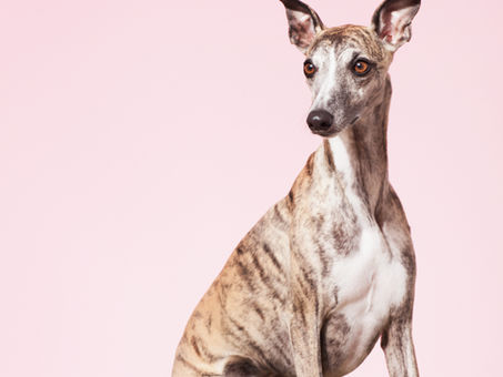 Great News: Wales Becomes First UK Nation to Ban Greyhound Racing! 
🐾