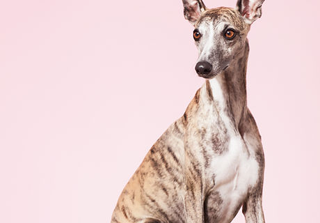 Whippet Dog