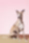 Whippet Dog