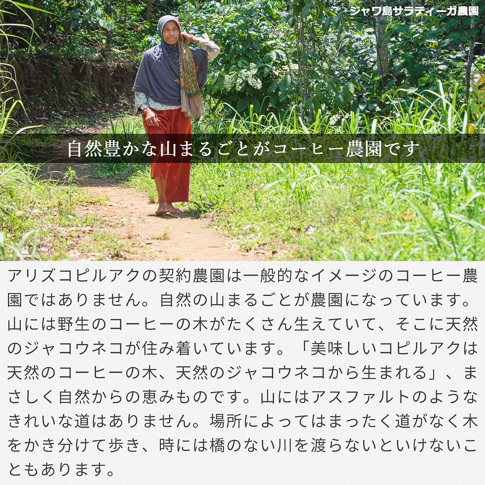 Thumbnail: Ali's Kopi Loewak  ロブスタ  焙煎 コーヒー豆 100g アリズコピルアク