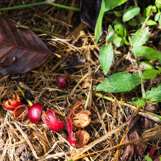 ジャコウネコが食べたあとのコーヒーの実の殻