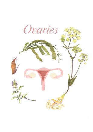Medical Plants Illustration for fertility, female cycle, natural medicine for fertility, herbal remedies, botanical illustration