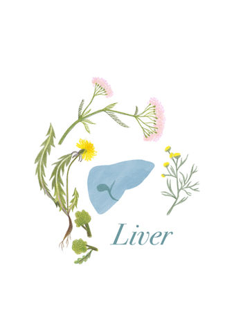Medical Plants Illustration, Liver Detox Plans, herbal remedies, botanical illustration