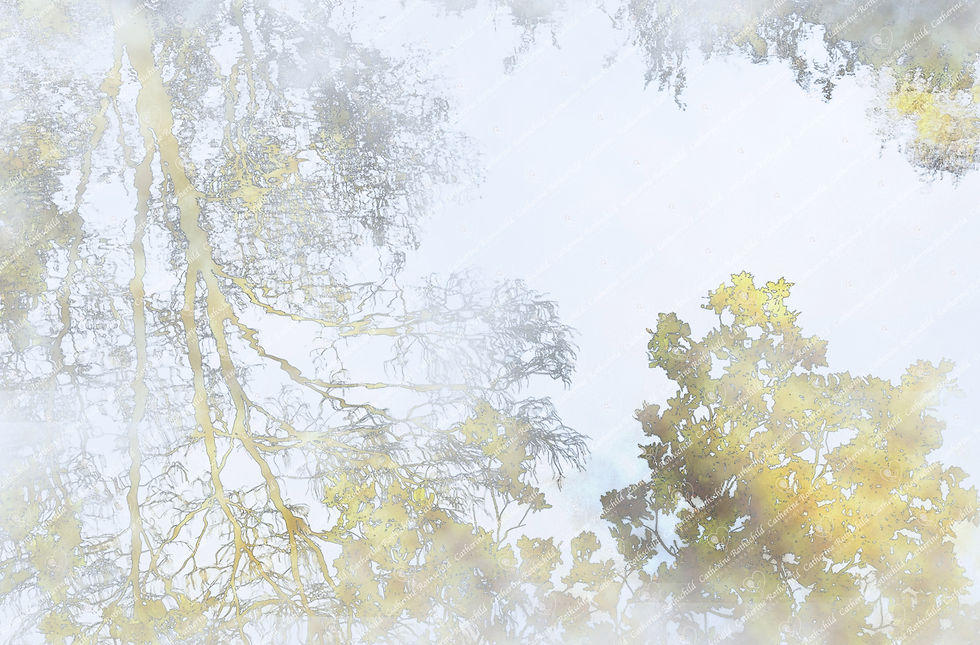Broadleaf trees reflected on Water Watermark