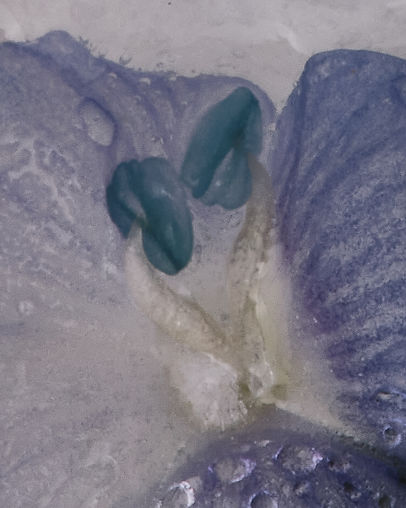 DSCF9446_4.jpg