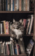 Inkedgrey-and-white-long-coated-cat-in-m