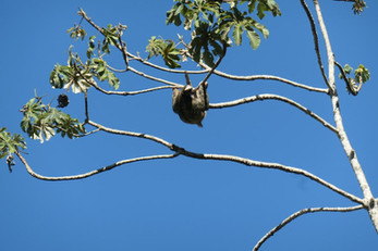 perezoso en Finca Soley