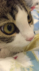 kedi sahiplendirme ilanları