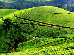 Praivate Munnar Tours
