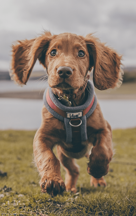 cute puppy running