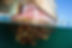 Invasive Species.jpg