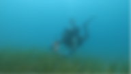 Tom_eelgrass_catharbor.png