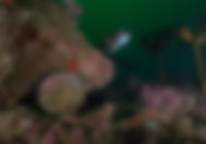 2020_11_03_USA_California_Point_Loma_PL4