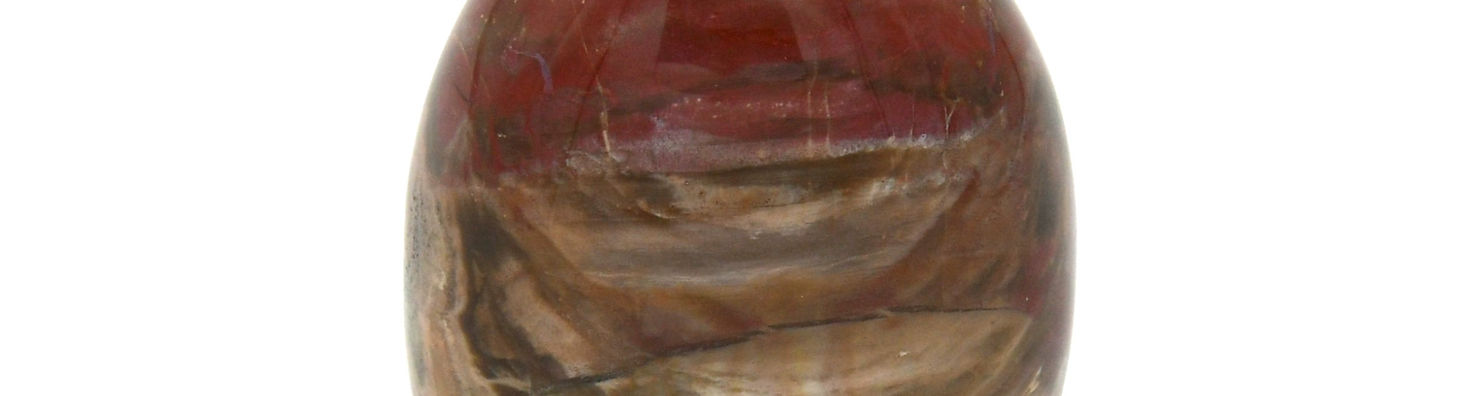 Bois fossilisé