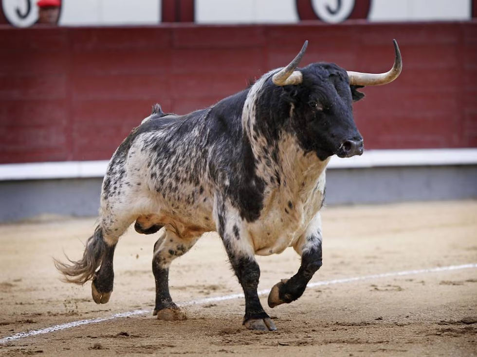 Prohibición de corridas de toros en Michoacán sigue sin entrar en vigor