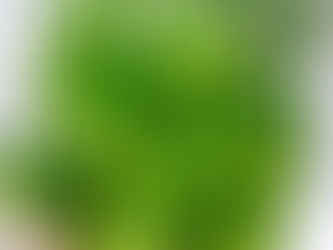 Do you know #puntarelle ?