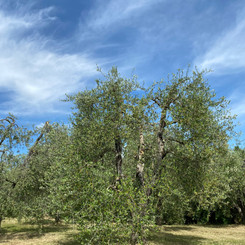 Podere San Giorgio - The park