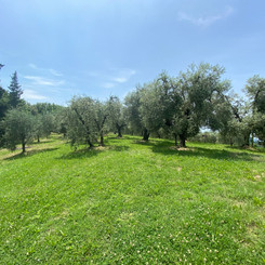 Podere San Giorgio - The park