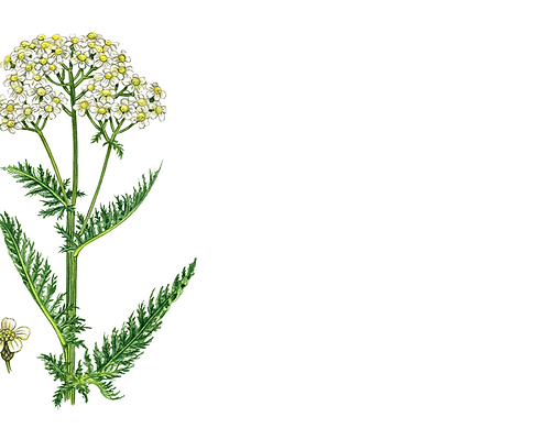 Achiella Millefoglie