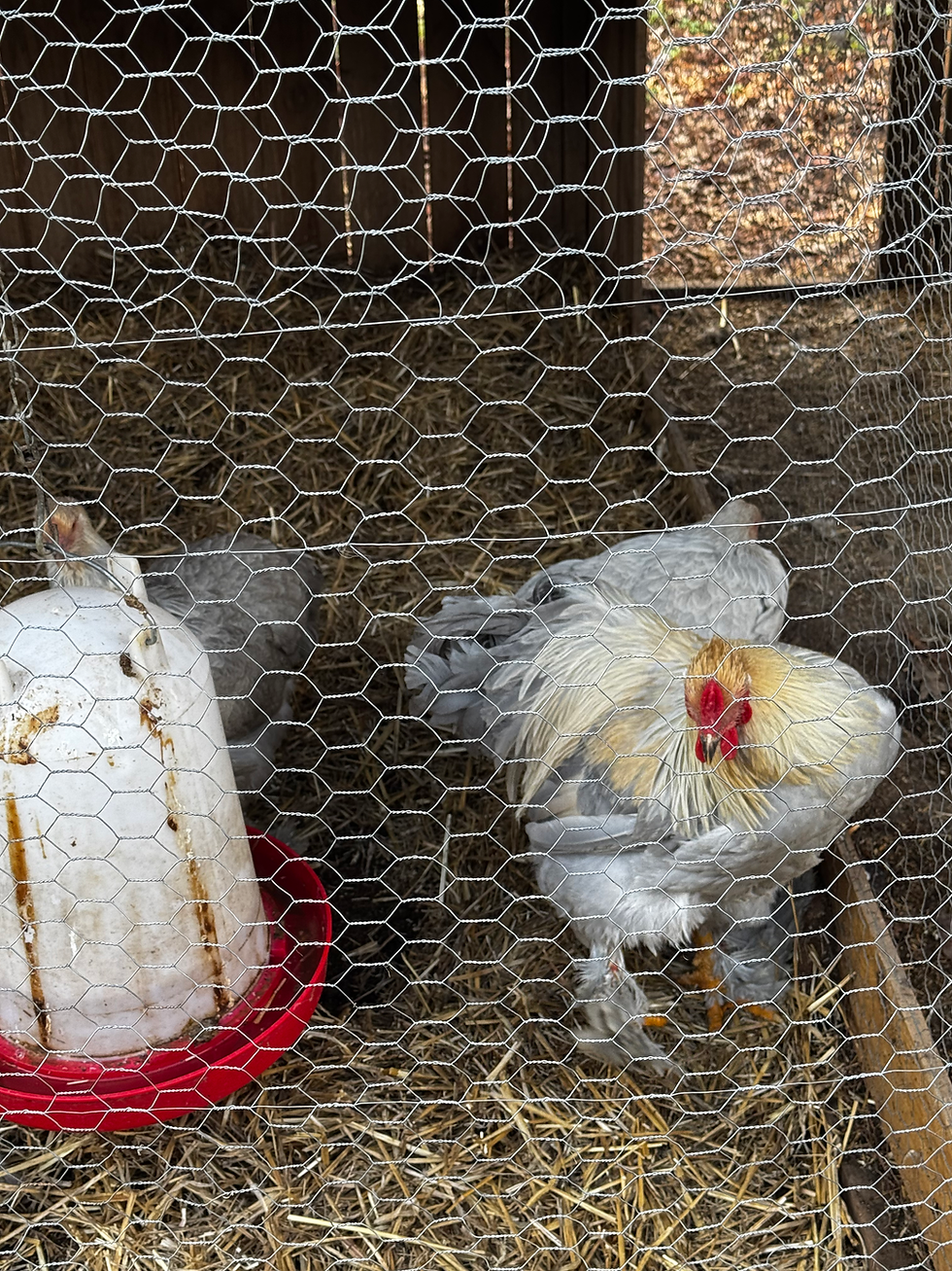 Thumbnail: Pre Order Isabella Brahma hatching 🐣 eggs 