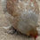 Thumbnail: Gold Blue Partridge Brahma Chicks