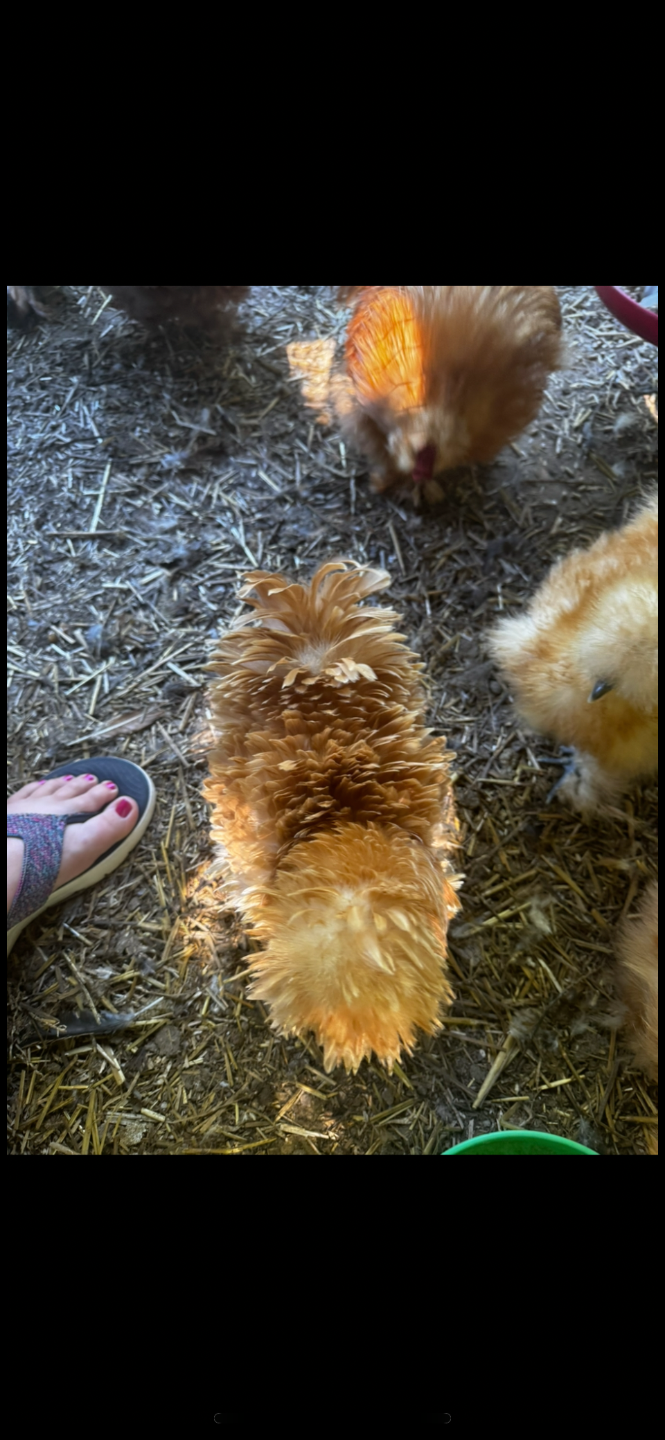 Thumbnail: Buff/Partridge  Silkies 6 Hatching Eggs NPIP Certified & AI Clean