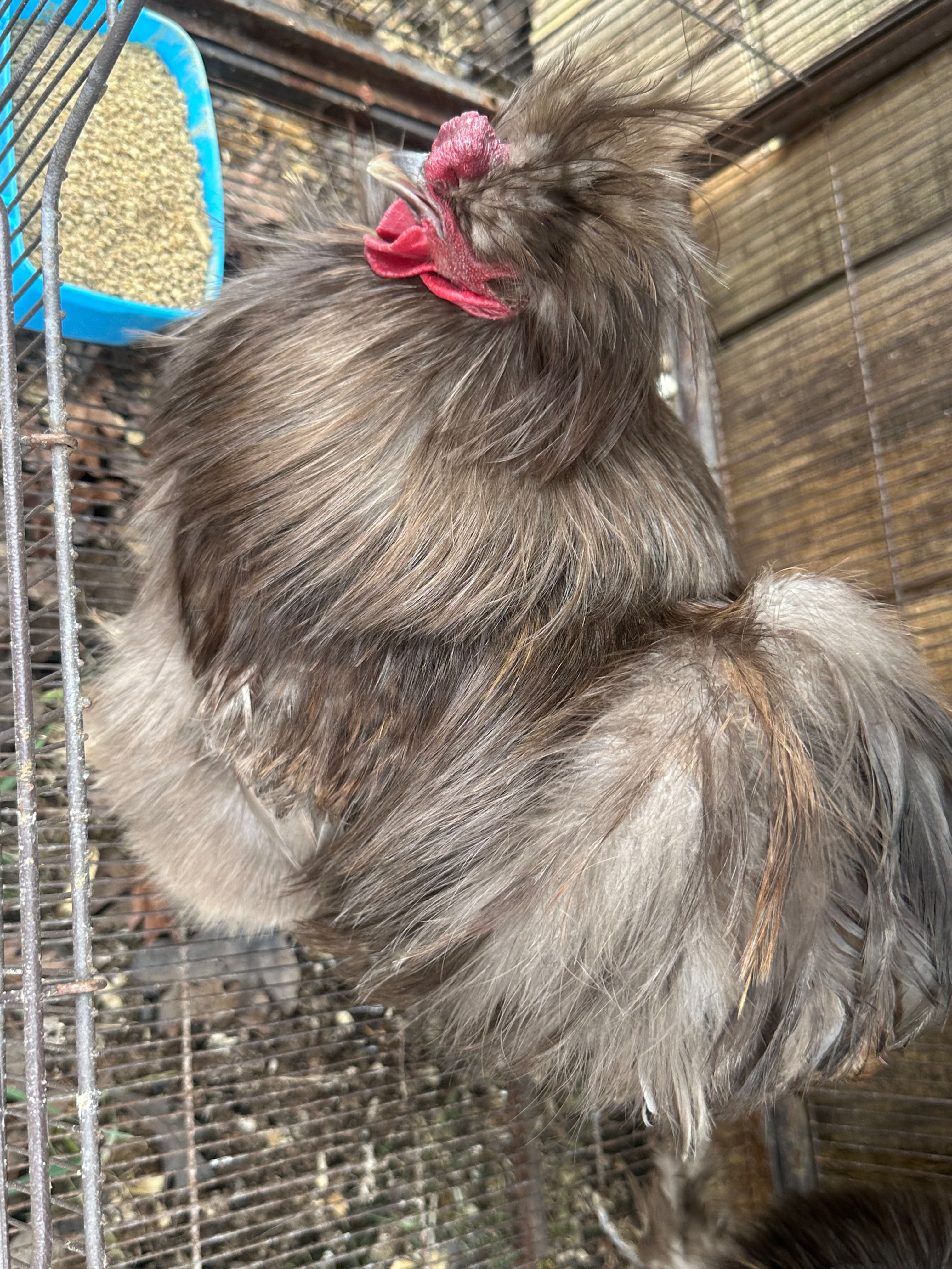 Silkie Roosters 