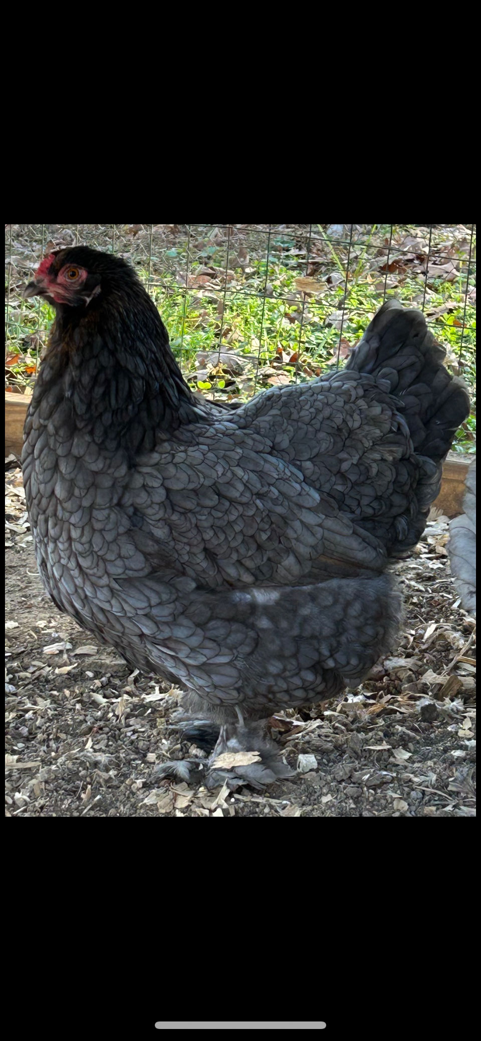 Thumbnail: Blue Partridge Brahma Hatching 🐣 (12) Eggs 