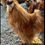 Thumbnail: Silkie Roosters 