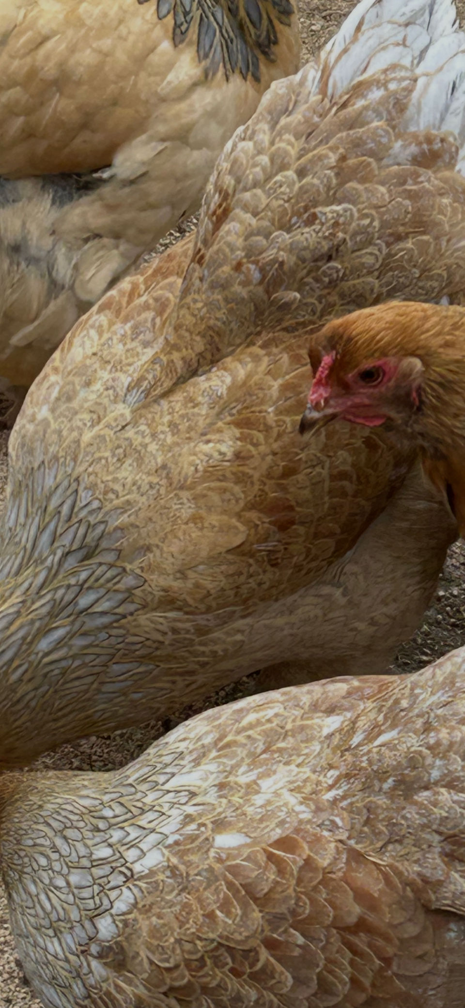 Thumbnail: Gold Blue Partridge Brahma Chicks
