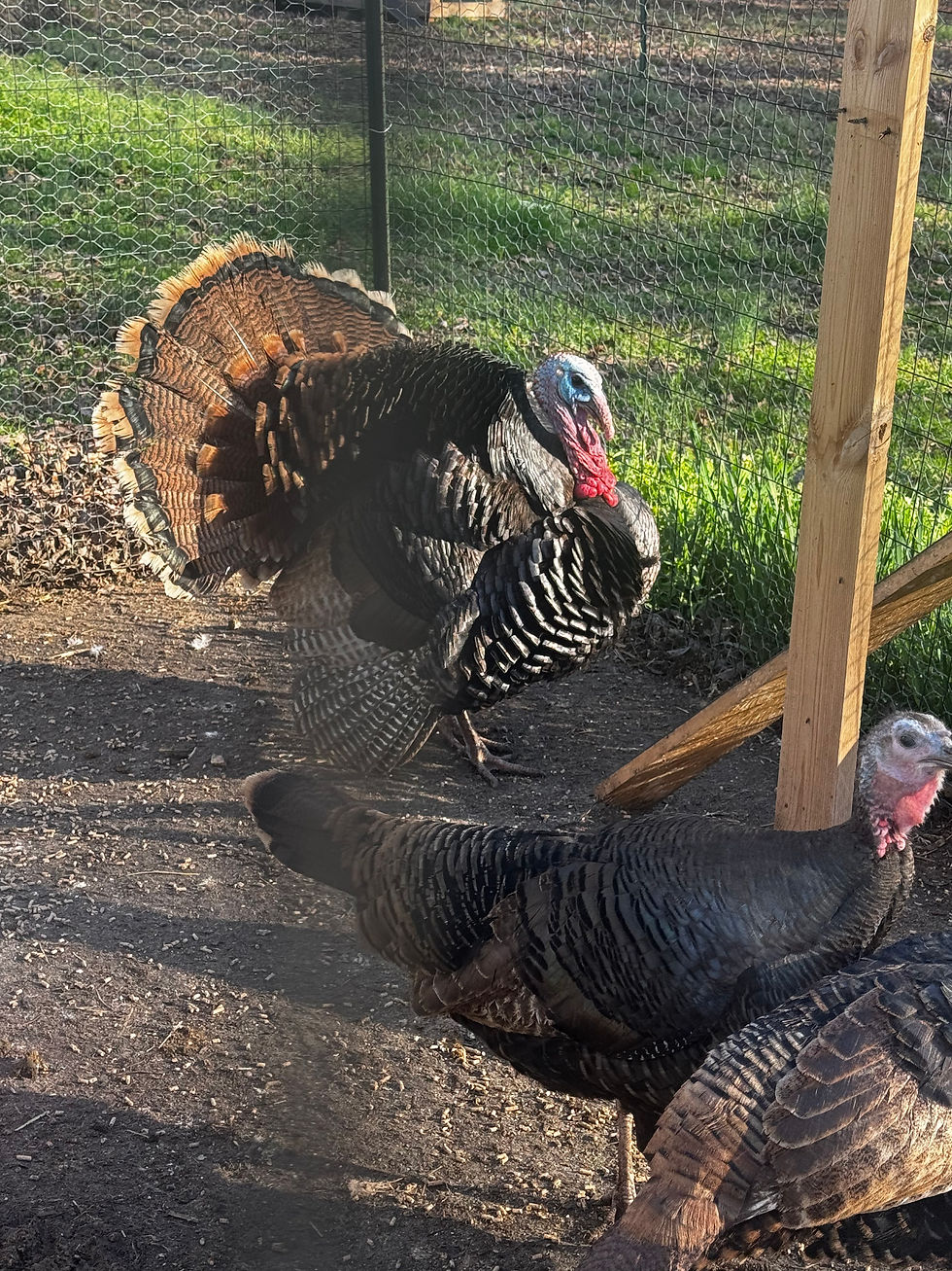 Thumbnail: Heritage Bronze Turkey 🦃 Hatching (6) Eggs