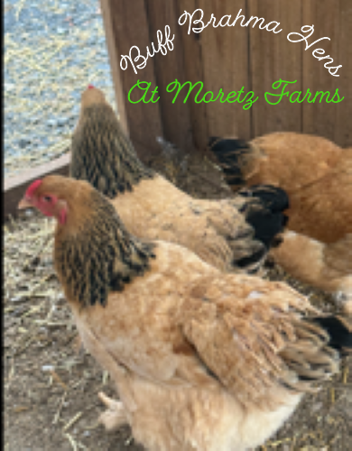 Thumbnail: Buff Brahma 6 Hatching 🐣 Eggs